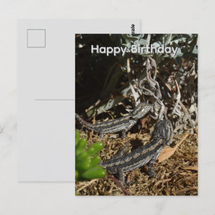 Postale Lézards bébés dragons barbus, Carte d'anniversaire