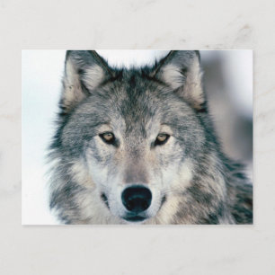 Postale loup postal à la carte