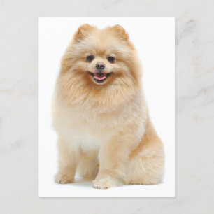 Postale Love Pomeranian Chien Chien Chien Vierge Carte pos