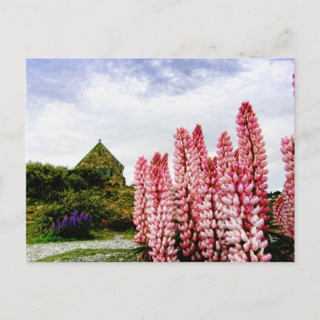 Postale Lupins roses @ Lake Tekapo Nouvelle-Zélande Carte  (Devant)