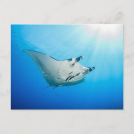Postale, Manta ray タ レ イ Postkarte
