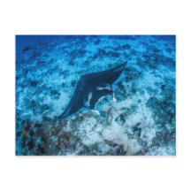 Postale, Manta ray タ レ イ