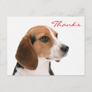 Postale Merci Beagle Chien Chien Chien Salutation Carte po