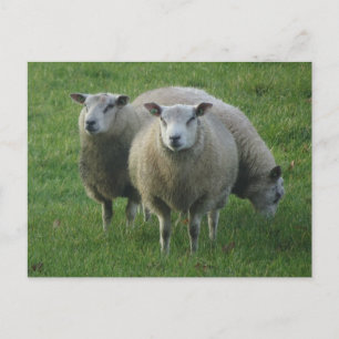 Postale Mignonne mouton dans l'herbe do-it-yourself carte 