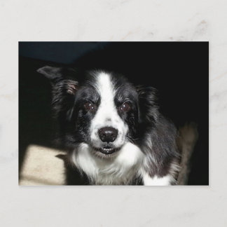 Postale Notre frontière bien-aimée Collie Jake - carte pos