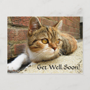 Postale Obtenez bientôt la carte de chat
