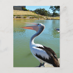 Postale Oh Je Suis Un Joyeux Pelican Tra Lah, Carte Postal