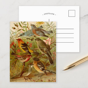 Postale Oiseaux nord-américains   Gustav Mü tzel Carte po