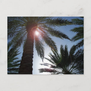 Postale Palmiers de Floride dans la carte Sun Post