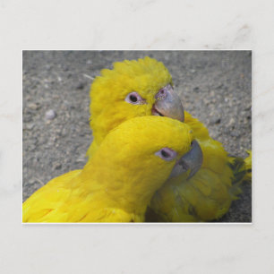 Postale Parroses Jaunes Couple do-it-yourself Carte postal