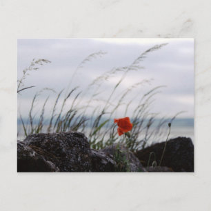 Postale Pavot solitaire, Lindisfarne, Angleterre - Carte p