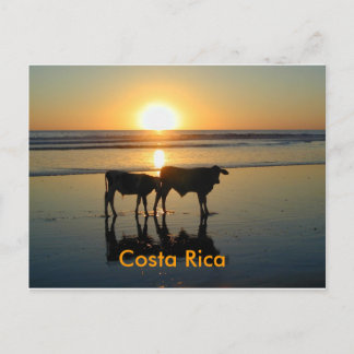 Postale Pays de vache à Bejuco de carte postale, Costa