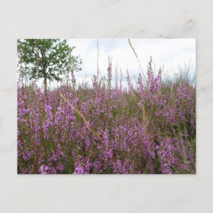Postale Paysage de fleurs pourpres do-it-yourself carte po