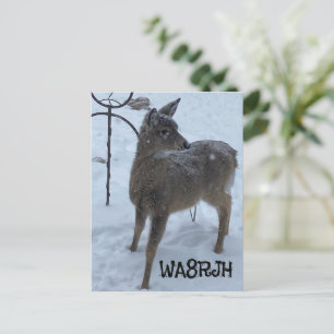 Postale PC hiver cerf de bébé Ham Op radio amateur carte q