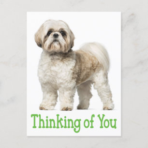 Postale Penser À Vous Chih Tzu Chien Chien Chien Carte Pos