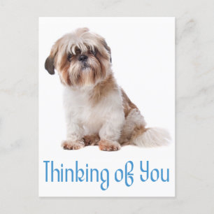 Postale Penser À Vous Chih Tzu Chien Chien Chien Carte Pos