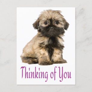 Postale Penser À Vous Chih Tzu Chien Chien Chien Carte Pos