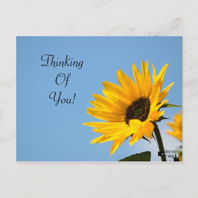 Postale Pensez à votre carte tournesol (Devant)