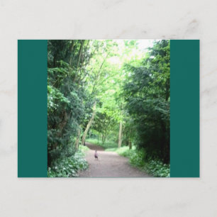 Postale Pheasin sur le sentier forestier Photo Carte posta