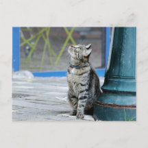 Photo chat , animal de compagnie , animaux . carte