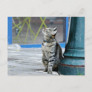 Postale Photo chat , animal de compagnie , animaux . carte