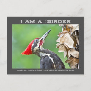 Postale Photographie de la nature Carte d'oiseau pilote de