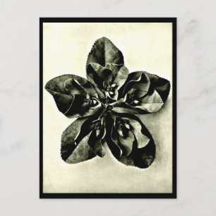 Postale Photographie Vintage carte postale-Karl Blossfeldt