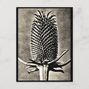 Postale Photographie Vintage carte postale-Karl Blossfeldt