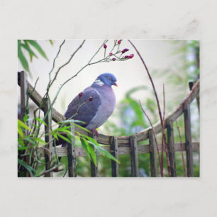 Postale pigeon sur la barrière Carte