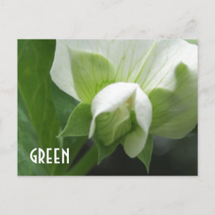 Postale POIS VERTS Pois Fleur modèle personnalisé carte po