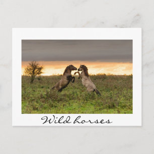 Postale Prancing des chevaux sauvages texte blanc carte po
