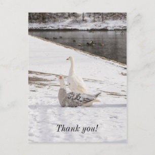 Postale Quoi de neuf Canard Carte de remerciement