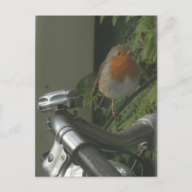 Postale Robin sur le vélo fermer do-it-yourself carte post (Devant)