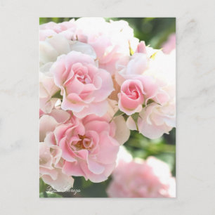 Postale Rosa Cerezo : Carte Postale_ver.2.0