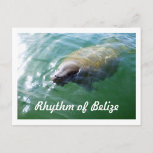 Postale Rythme de Belize Manatee dans la carte blanche de