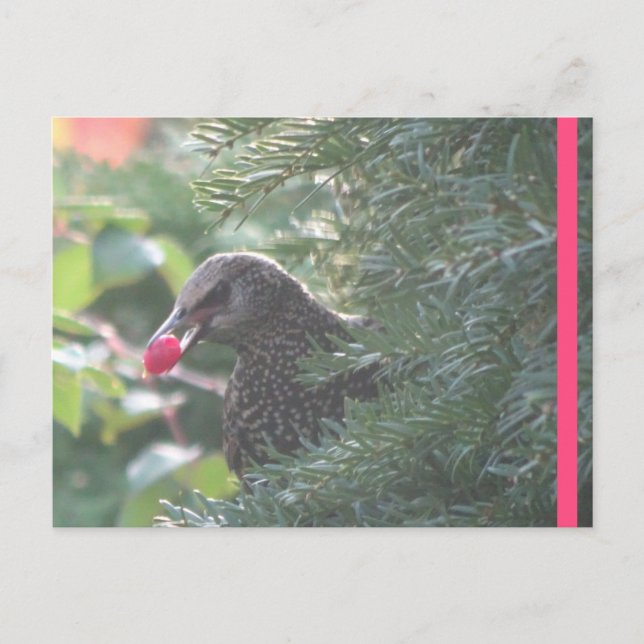 Postale Starling dans Yew-Tree do-it-yourself carte postal (Devant)