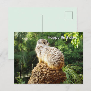 Postale Suricate avec vues imprenables, carte de vœux d'an