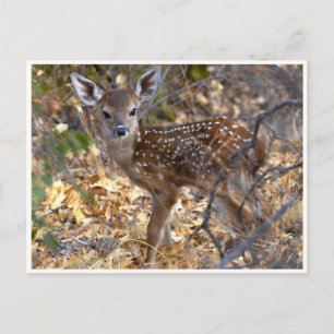 Postale Sweet Little Fawn Deer in the Woods Photo Carte po