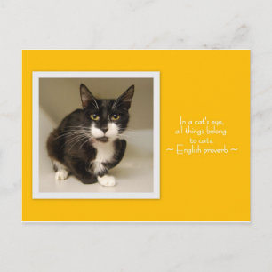Postale Toutes les choses appartiennent aux chats carte po