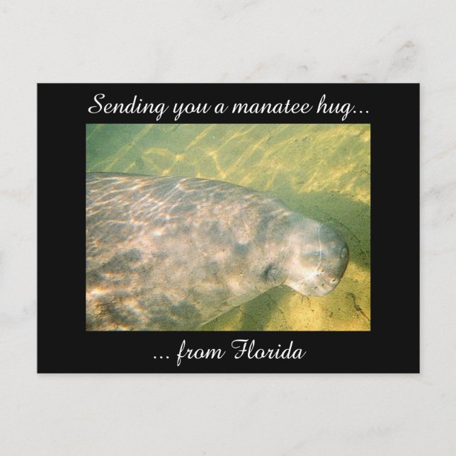 Postale Vous envoyer un Hug Manatee de Floride carte posta (Devant)