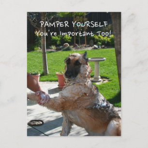 Postale Vous êtes important trop Allemand Shepherd Carte p