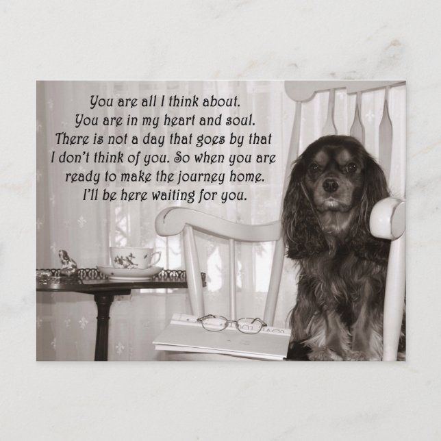 Postale Vous manquez : une carte KIng Charles Spaniel Cava (Devant)