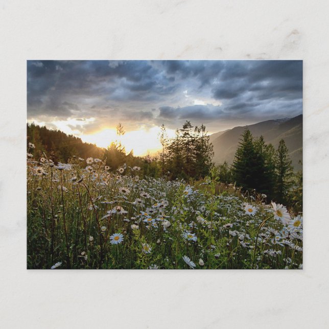 POSTCARD ~ "A Daisy Sunset" Postkarte (Vorderseite)