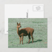 Postcard - Alpaca - Möchten Sie hier sein?
