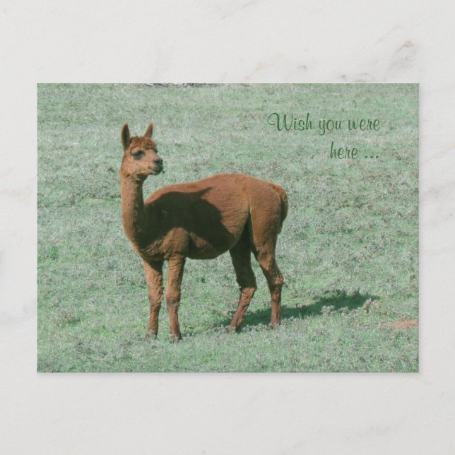 Postcard - Alpaca - Möchten Sie hier sein? Postkarte (Vorderseite)