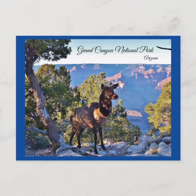 Postcard, Arizona, Grand Canyon, Elk Postkarte (Vorderseite)