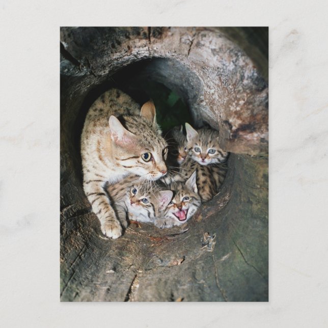 Postcard - Asiatischer Wildkatze Postkarte (Vorderseite)