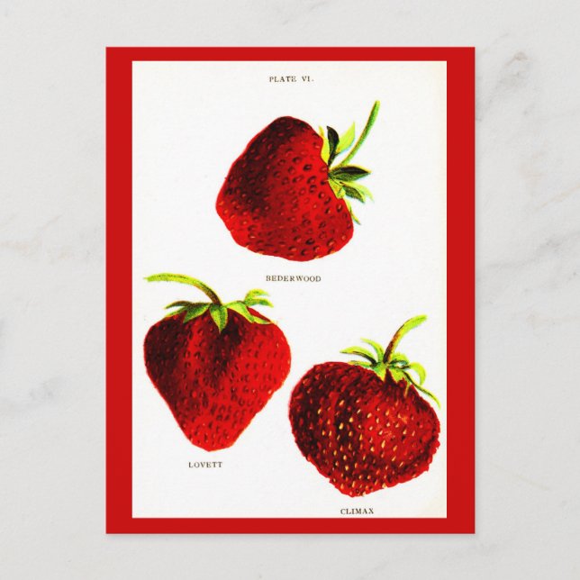 Postcard-Botanicals-Erdbeeren Postkarte (Vorderseite)