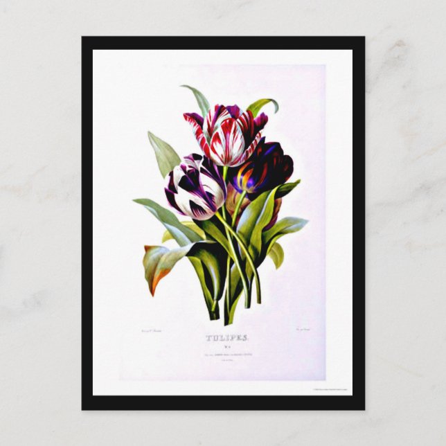 Postcard-Botanicals-Pierre Joseph Redoute 15 Postkarte (Vorderseite)