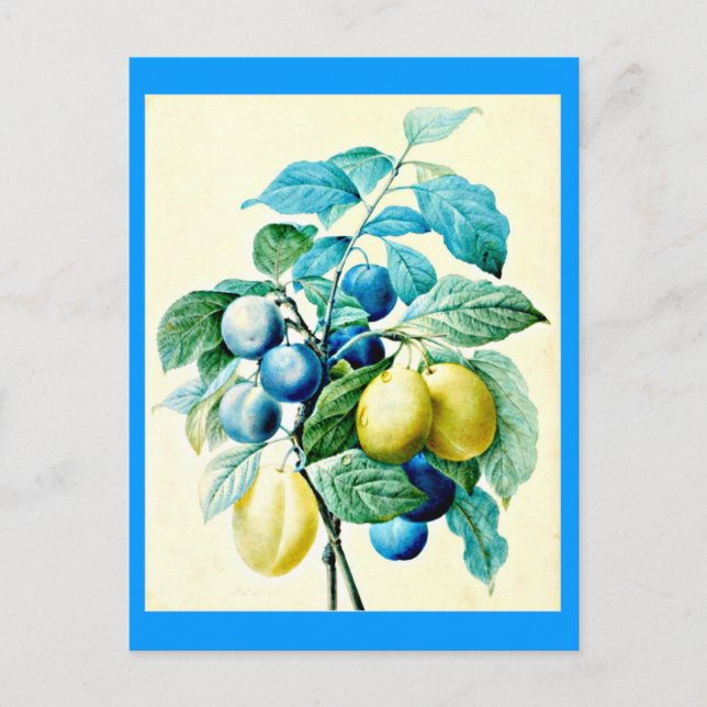 Postcard-Botanicals-Pierre Joseph Redoute 21 Postkarte (Vorderseite)